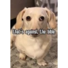 homophobic dog 2 9