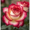 FLORES HERMOSAS 11