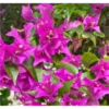 FLORES HERMOSAS 12