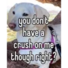 homophobic dog 2 11