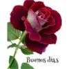FLORES HERMOSAS 14