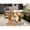 gah audb hama are