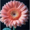 FLORES HERMOSAS 15