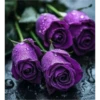 FLORES HERMOSAS 17