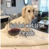 homophobic dog 2 17