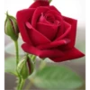 FLORES HERMOSAS 19