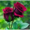 FLORES HERMOSAS 22