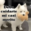 Debo cuidarte mi casi merito