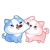 Gatitos💞18🇵🇪Clásica 21