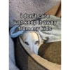 homophobic dog 2 22