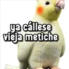 ya cállese vieja metiche