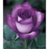 FLORES HERMOSAS 24