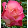 FLORES HERMOSAS 25
