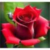 FLORES HERMOSAS 26