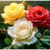 FLORES HERMOSAS 28