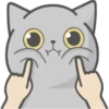 Cat Fullmoon 27