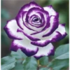 FLORES HERMOSAS 29