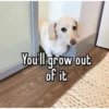 homophobic dog 2 24