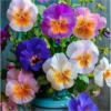 FLORES HERMOSAS 30