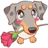 Perro Rum Rum💞1🇵🇪Clásica 25