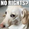 NO RIGHTS?
