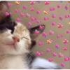 Gato durmiendo en paz