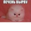 Стики 2190 из @Anonymnyi_chat_bot 21