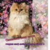 Стики 2190 из @Anonymnyi_chat_bot 23