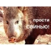 прости СВИНЬЮ! STómatoz:ru