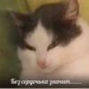 Стики 2190 из @Anonymnyi_chat_bot 28