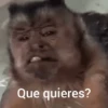 Changuitos 🙉🙈🙊🐒 (sticker.fan) 7