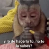 Changuitos 🙉🙈🙊🐒 (sticker.fan) 9