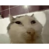 Animales Graciosos 😂 12