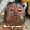 Changuitos 🙉🙈🙊🐒 (sticker.fan) 13