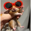 hamster memes 7