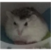 hamster memes 8