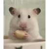hamster memes 9