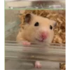 hamster memes 10