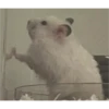hamster memes 11