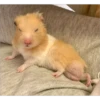 hamster memes 12