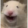 hamster memes 13