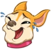 Chihuahua Chica 9