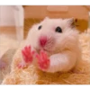 hamster memes 15