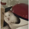 hamster memes 16