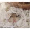 hamster memes 17