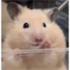 hamster memes 18