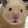 hamster memes 19