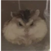 hamster memes 20