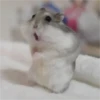 hamster memes 21