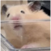 hamster memes 22